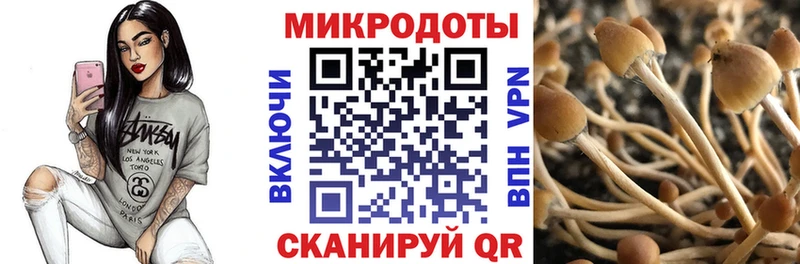 Псилоцибиновые грибы Psilocybe  Железногорск-Илимский 